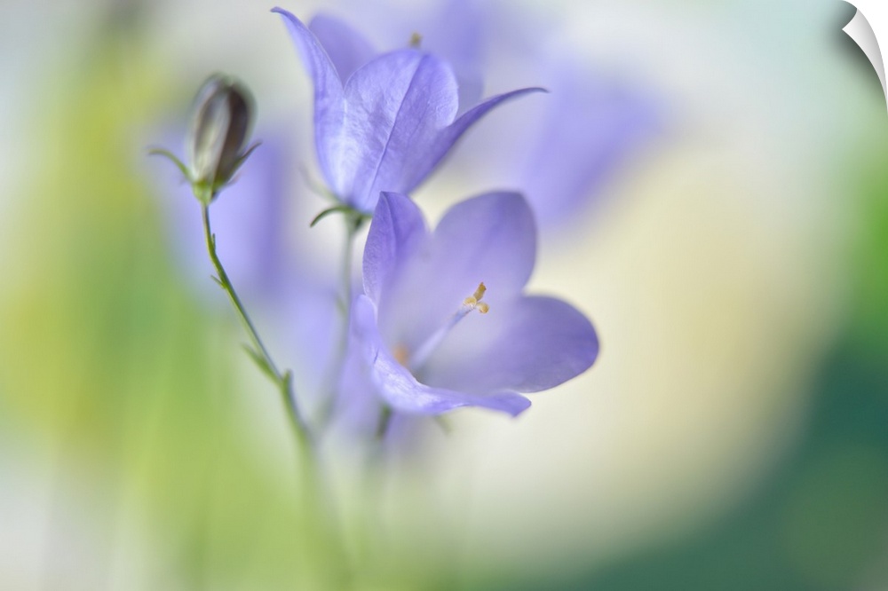 Soft focus macro image of two small purple flowers.