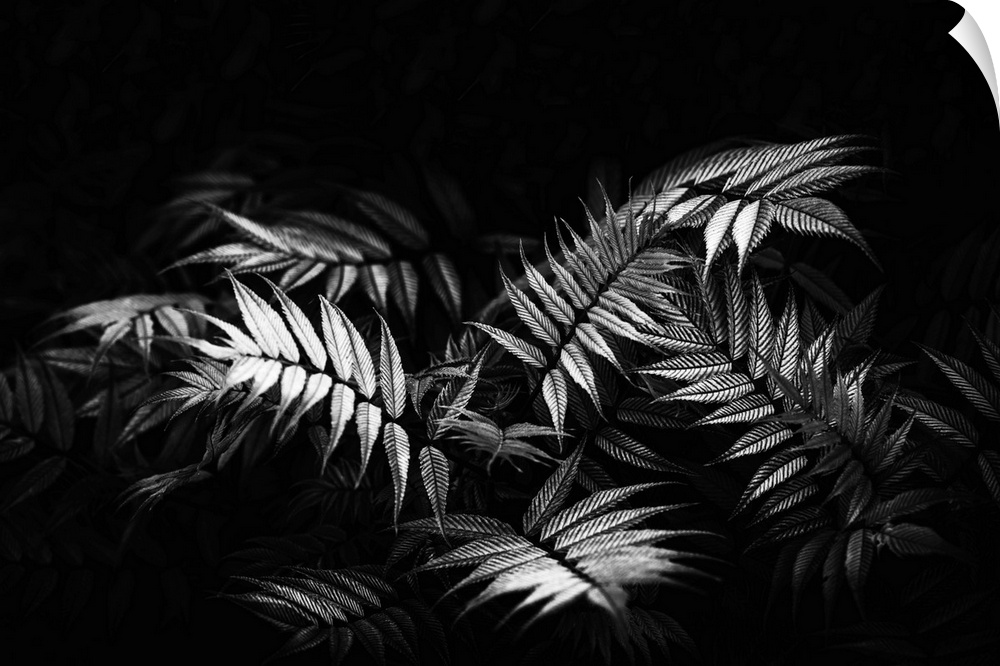 Fern close up and black and white