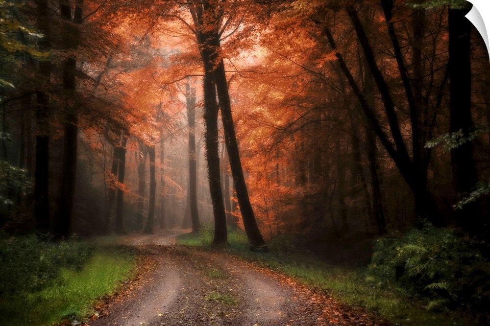 A dirt path winds through a dark forest with some light shining through autumn colored trees.