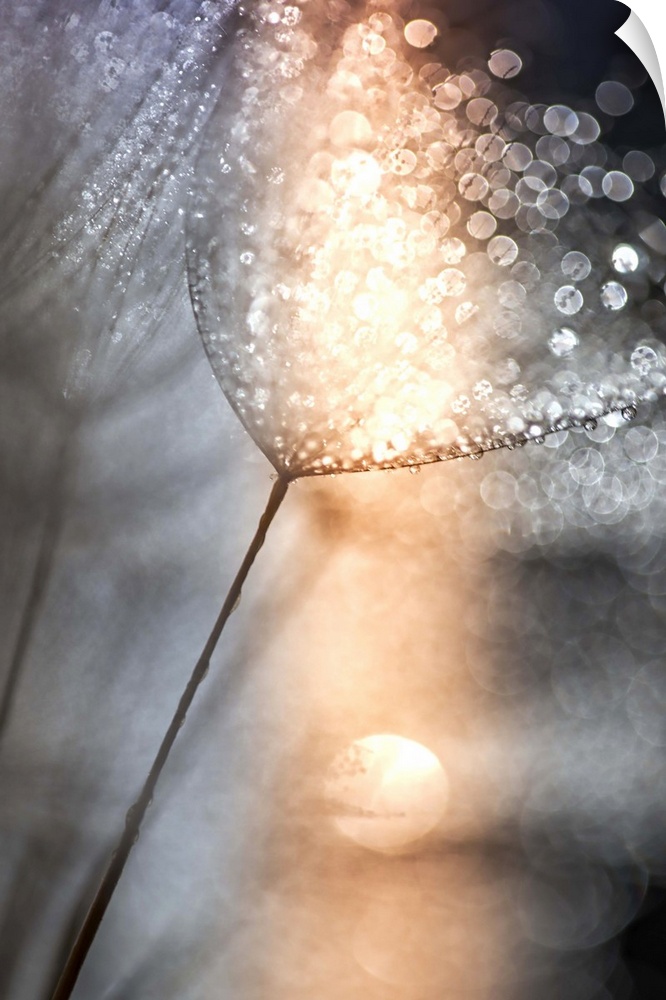 Dew drops on a dandelion, with a shaft of orange light.