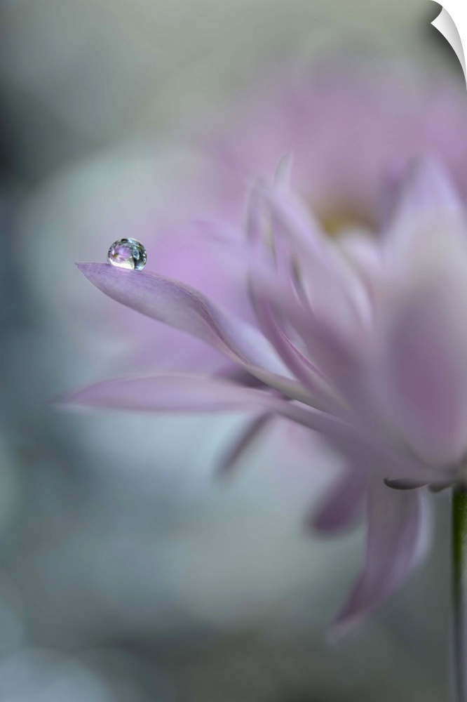 A photograph of a pink flower with a water droplet hanging from the end of one of its petals.