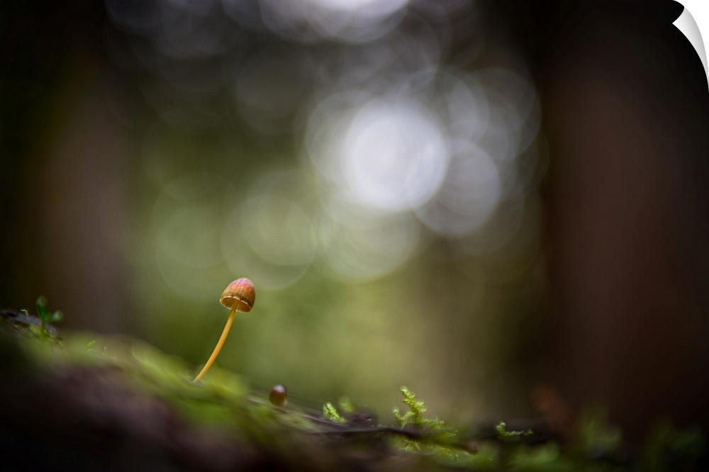 Fine art photo of a tiny mushroom growing on a log in a forest, with bokeh in the background.