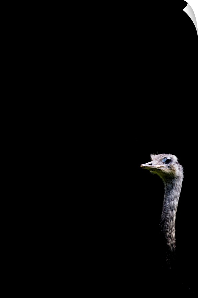 A quirky humourous image of an Emu looking at you on a black background.