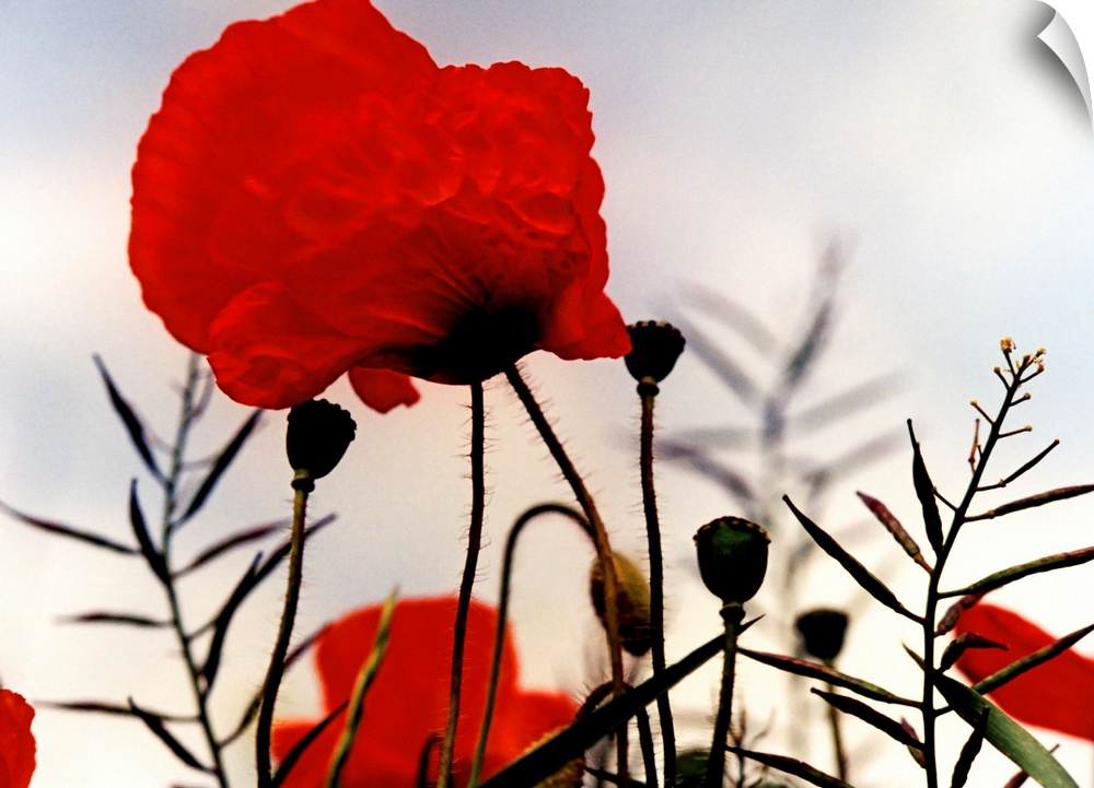 Poppies on the battlefields of the First World War.