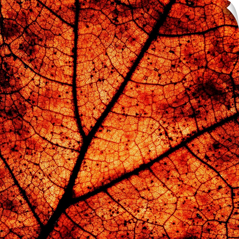 A close-up macro image of the veins in an dry autumn leaf in deep rich golden brown gold.