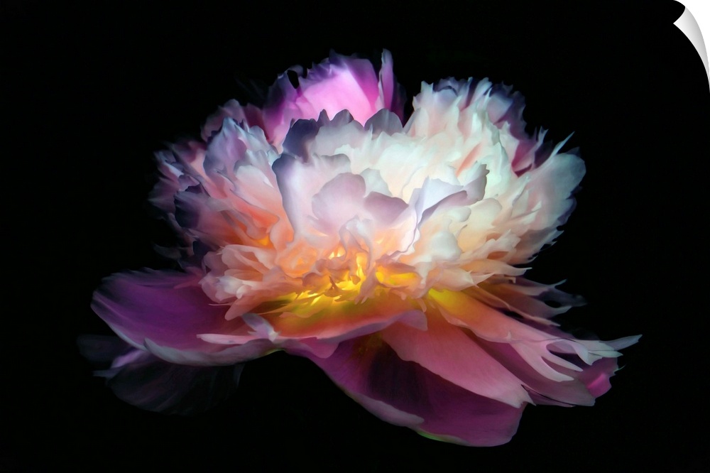 Close-up peony with a negative effect