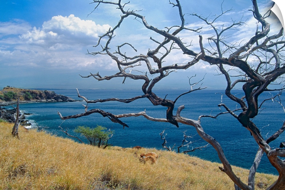 Landscape photograph on a big wall hanging of dried out tree branches overlooking Papawai Point, where blue waters meet a ...