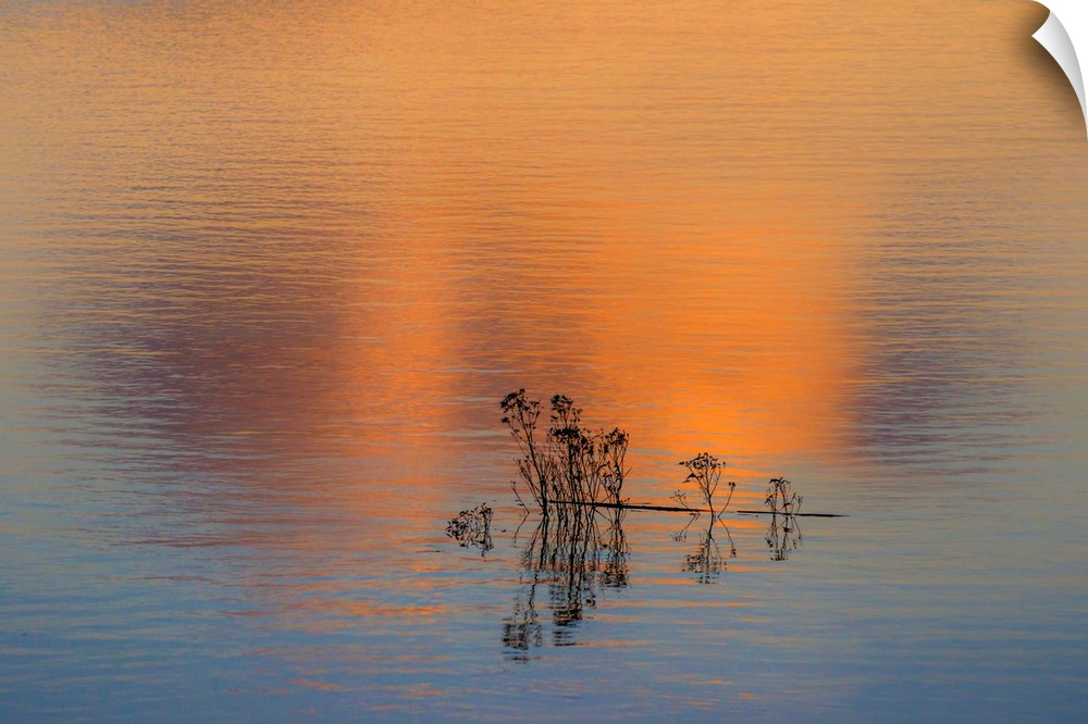 Fine art photo of a small group of silhouetted reeds in a lake at sunset.