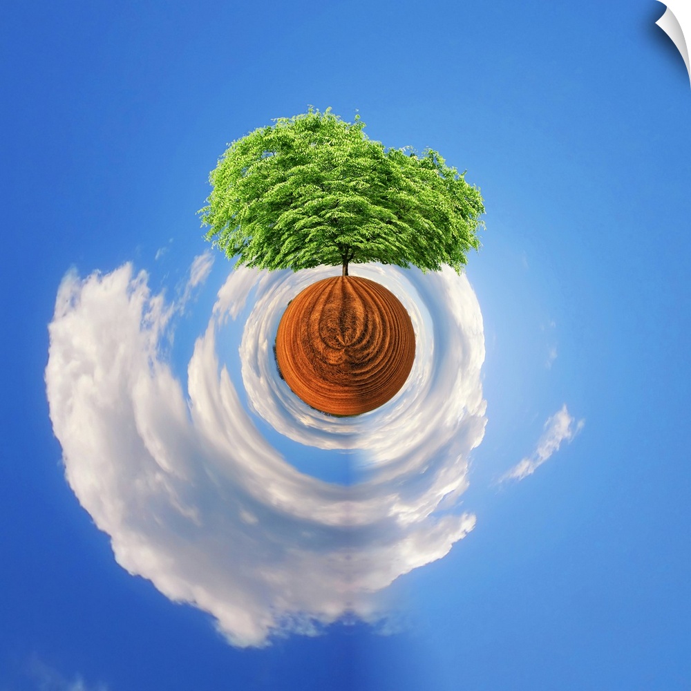 A tree with dense green foliage against a cloudy sky, with a stereographic projection effect on the image, resembling a ti...