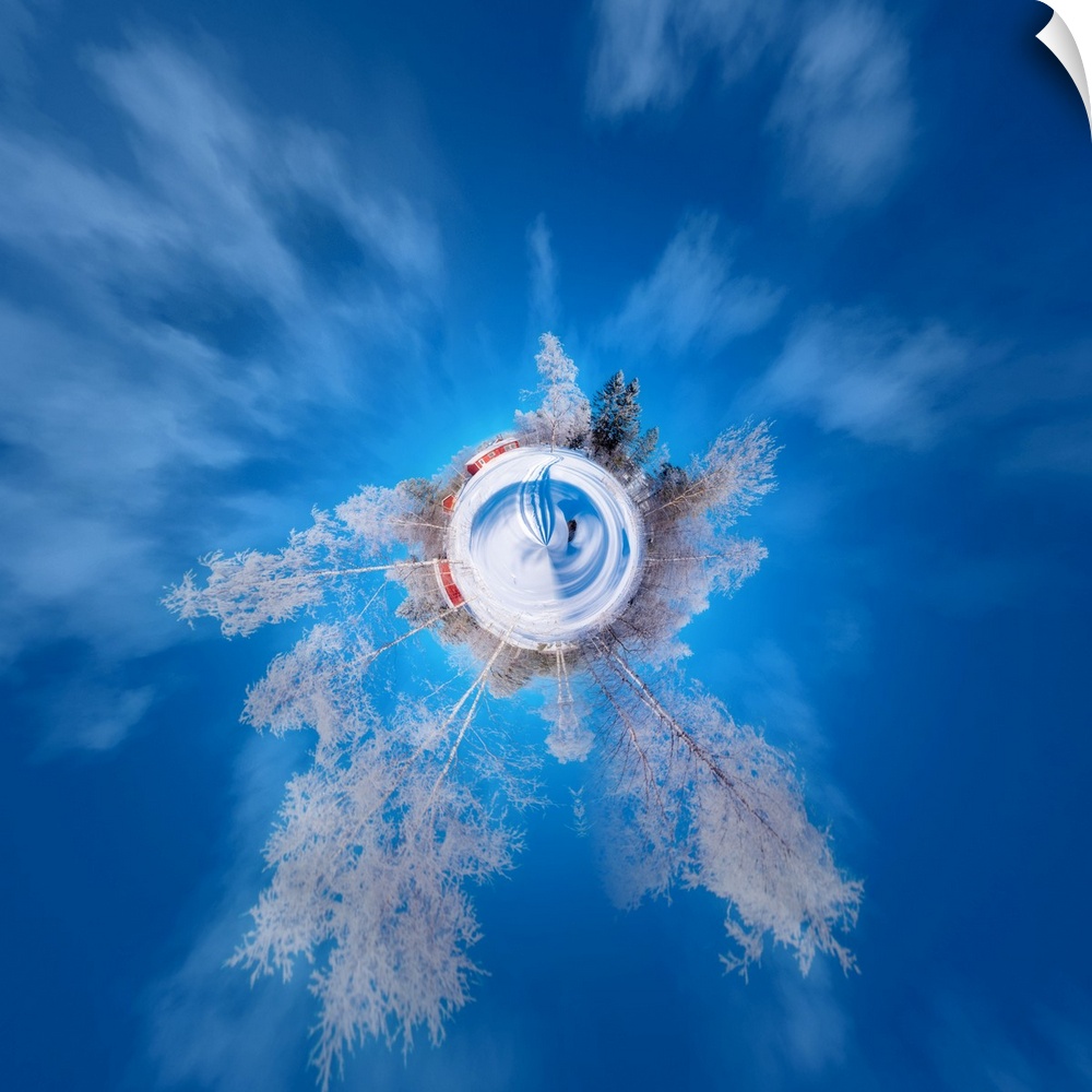 A forest of tall frosty trees in the winter under a deep blue sky, with a stereographic projection effect on the image, re...