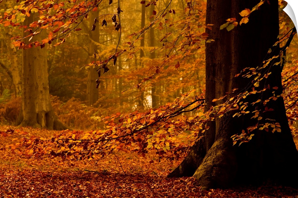 A misty tranquil golden autumn woodland with a tree covered in yellow leaves.