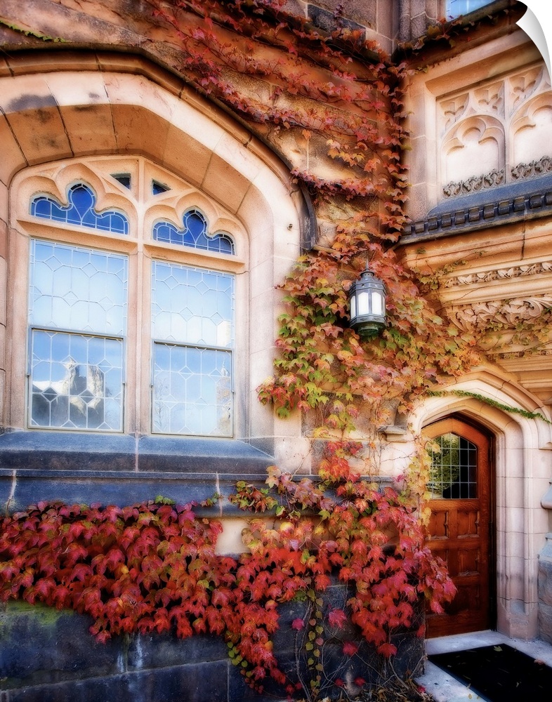 Ivy with Fall Colors, Princeton University, New Jersey.