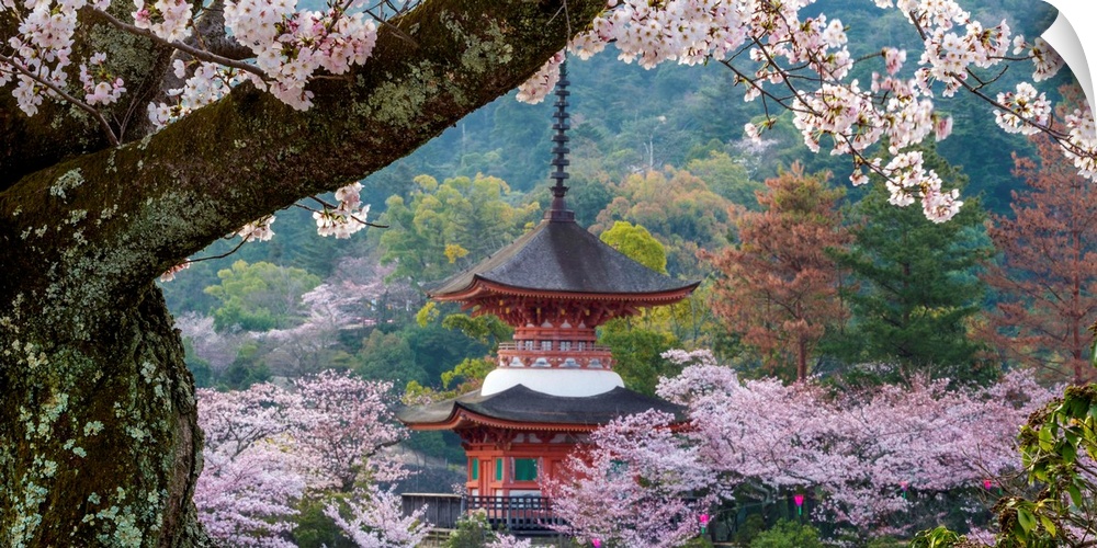 Fine art photograph of a building in Japan surrounded by blossoming trees.