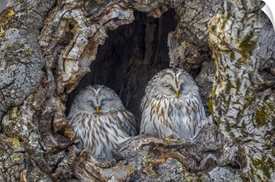 Japan, Hokkaido, Ural Owl