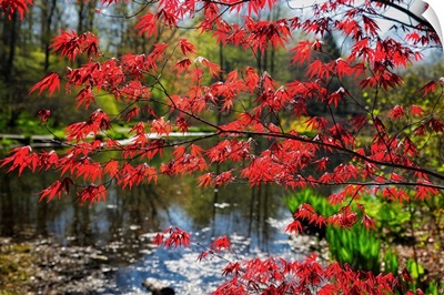 Japanese Maple Blooming At Lakeside, Far Hills, New Jersey