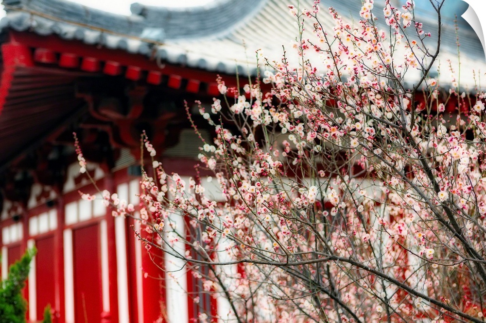 Japanese Plum Tree Blossoming at the Huaqing Hot Springs, Lintong County, Shaanxi Provence, China