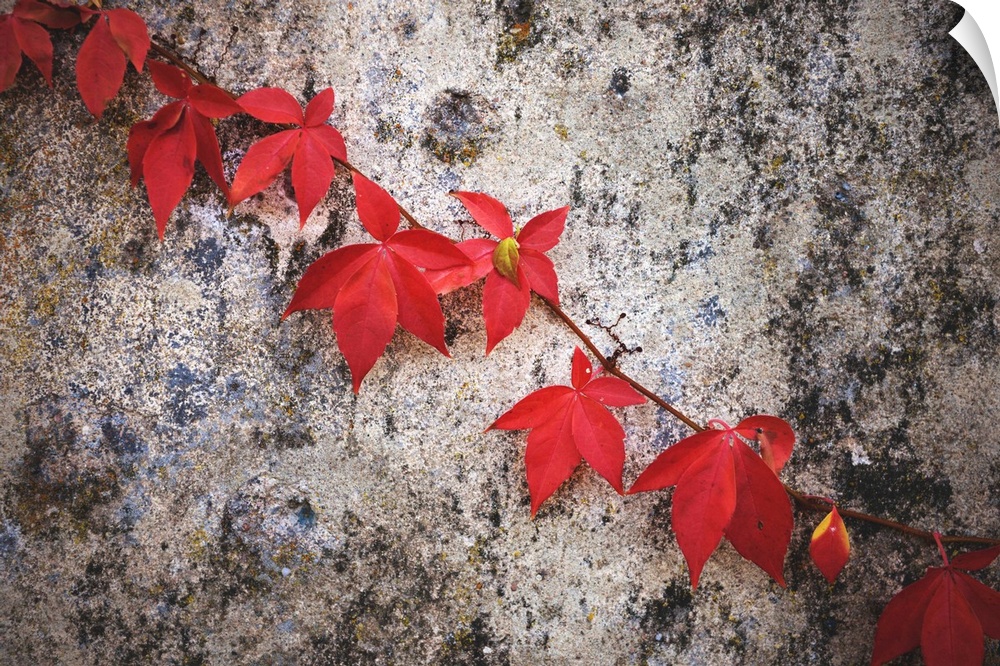A vine with red leaves against a concrete wall.