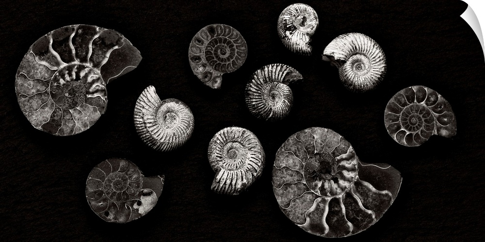 A contemporary arrangement of moonochrome black and white spiral fossils arranged on a black background.