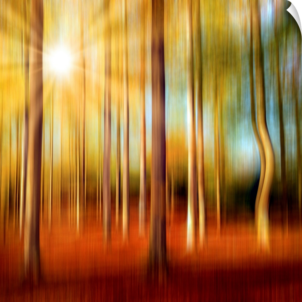Forest in autumn with a vertical blur effect