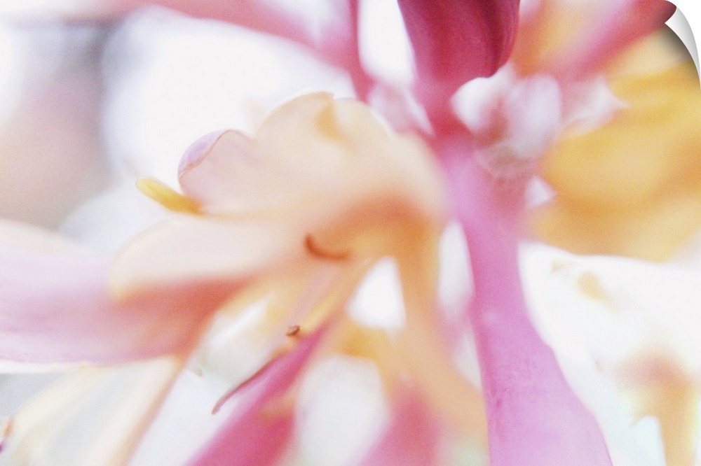 Artistically blurred view of the petals of a honeysuckle flower, touching you like a dream, just before you wake up.