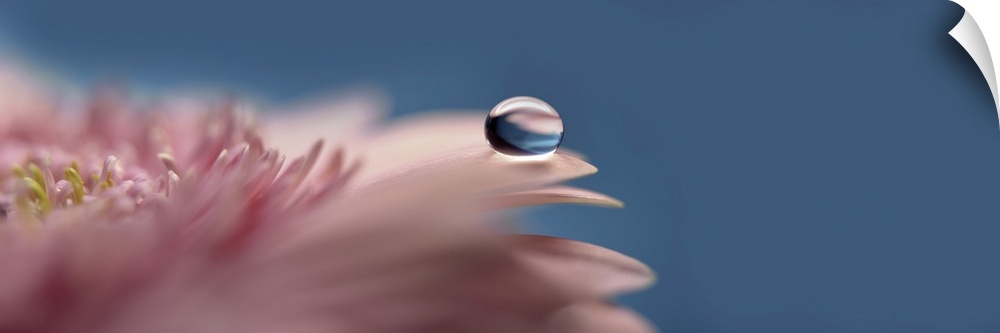 A water drop on the petal of a gerbera's petal.