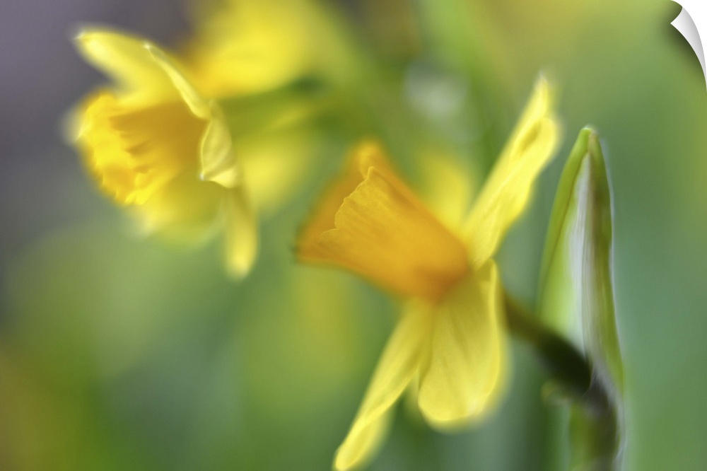 A macro photograph of daffodils.