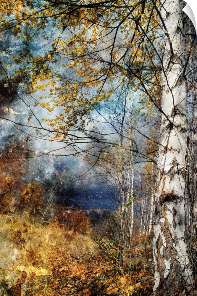 A layer of fog is photographed through thick brush and trees.