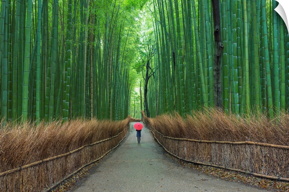 Fine art photograph of a person walking on a path in a tall bamboo forest.