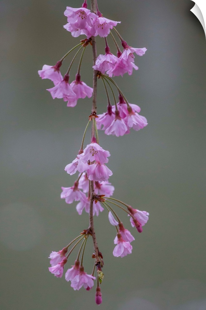 Fine art photograph of delicate pink cherry blossoms.