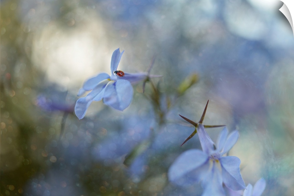 Dreamlike photograph of a ladybug on a blue flower petal with a dreamy bokeh background.