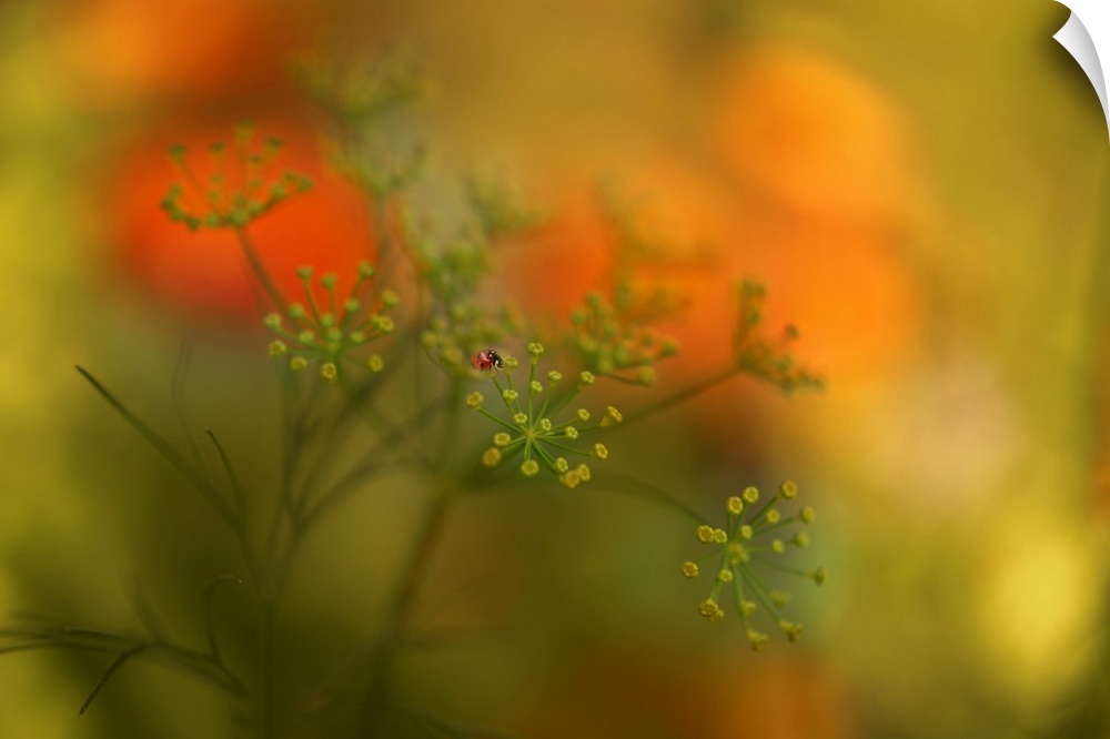 Soft focus macro image of a ladybug on top of a flower with a dreamy look.