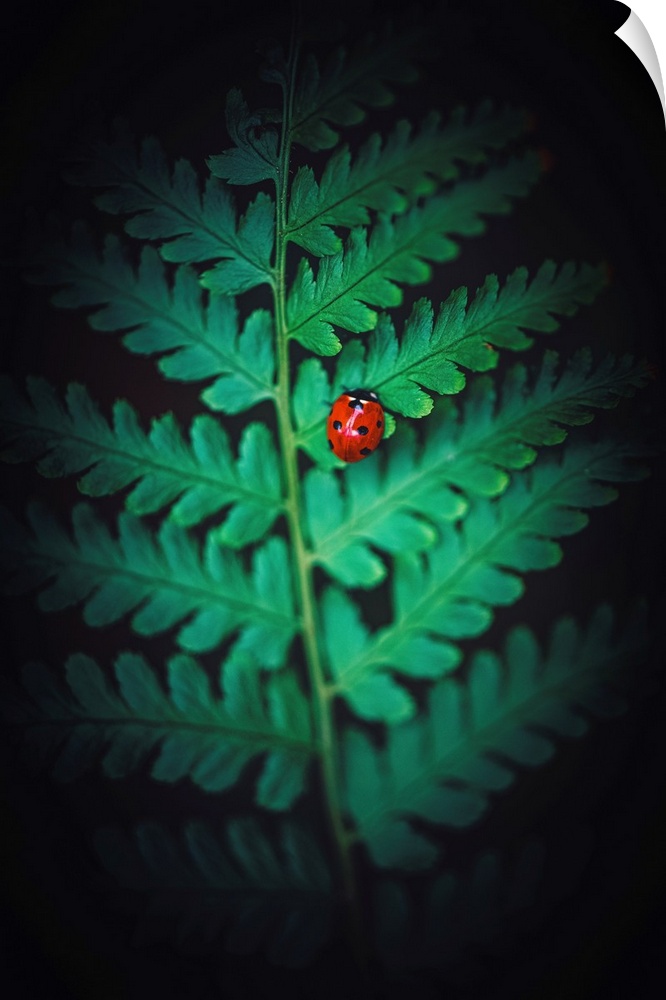 Ladybug on a Fern