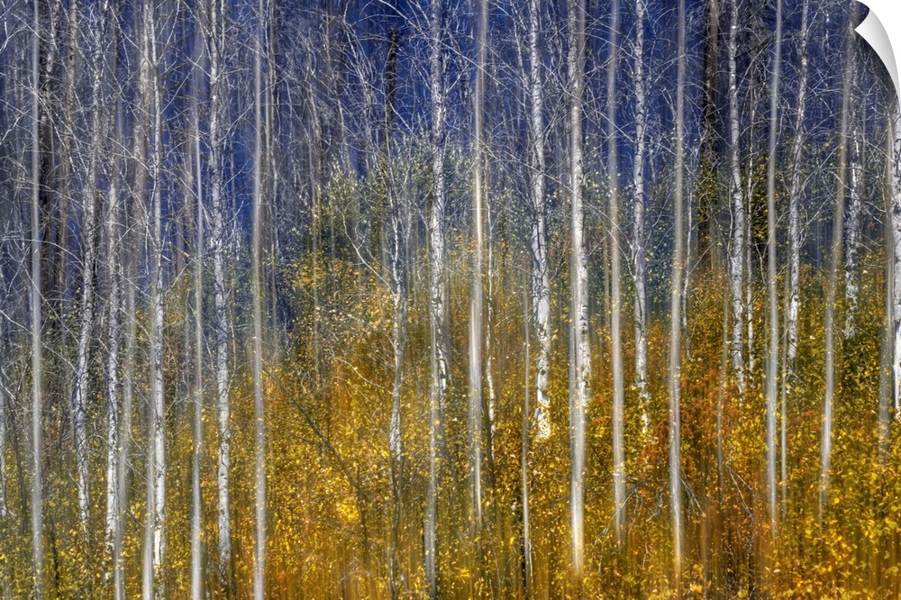 Photograph of bare birch trees surrounded by colorful tree tops.