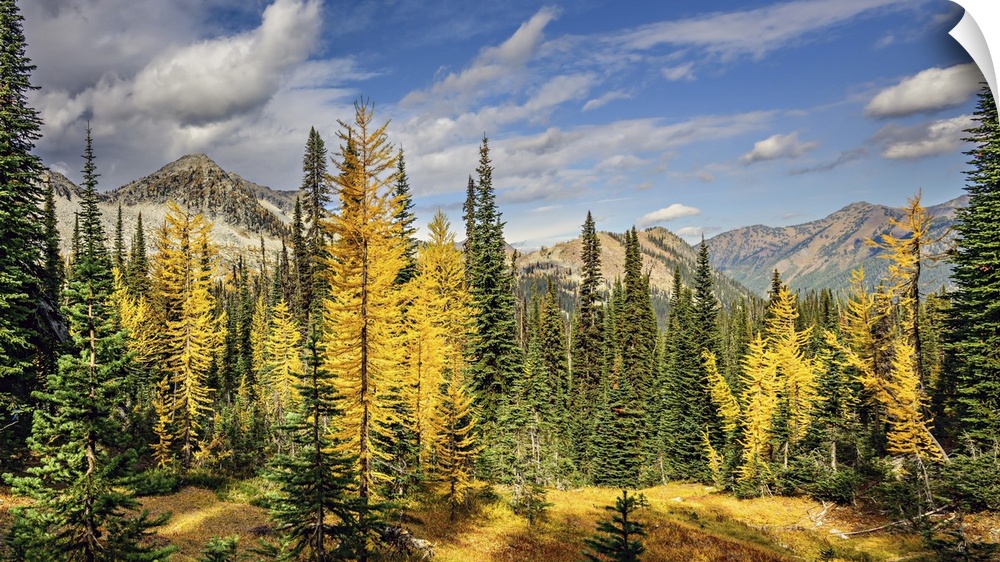 Alpine larches and sub-alpine fir in fall in the mountains.