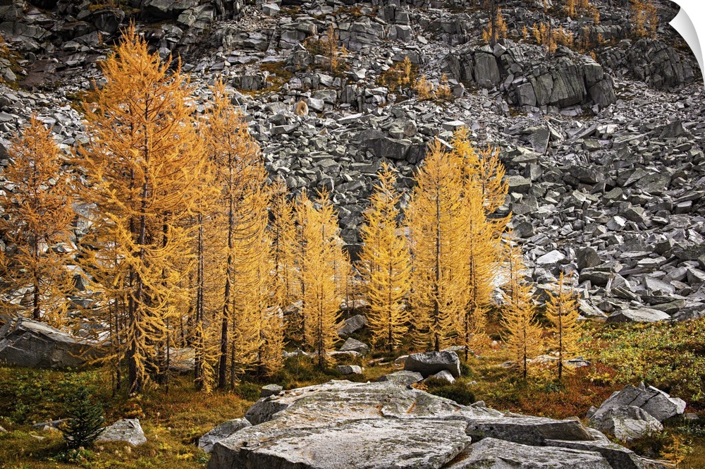 Alpine larches close to a slide on a warm autumn afternoon in the mountains.