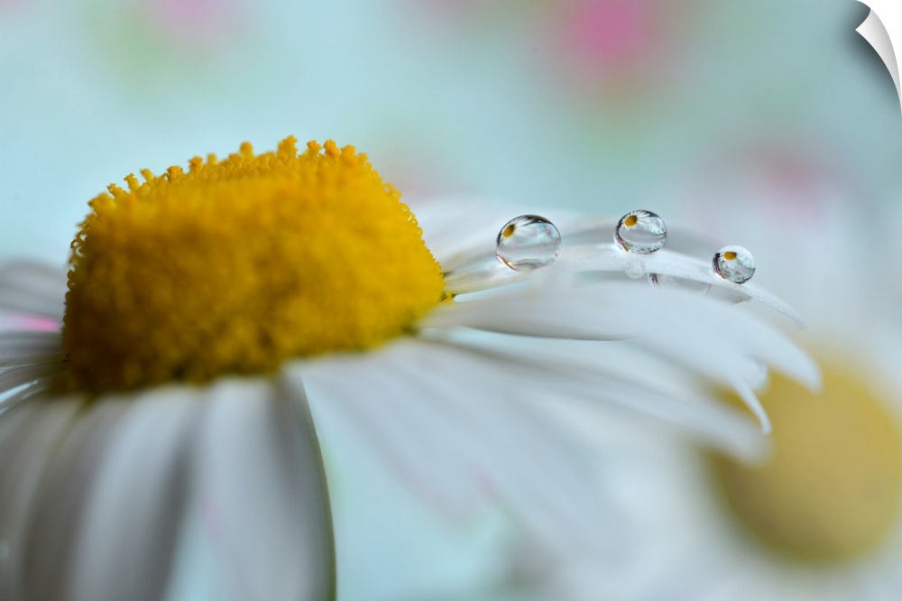 Water droplets hanging on the edge of a white daisy petal.