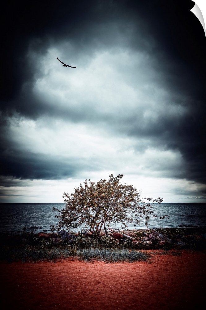 Stormy sky above a tree by the sea