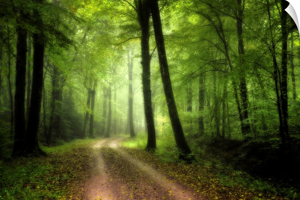 Green nature path crossing the forest of Broceliande in France with big colored differents trees.