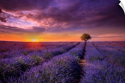 Lavender at Sunset