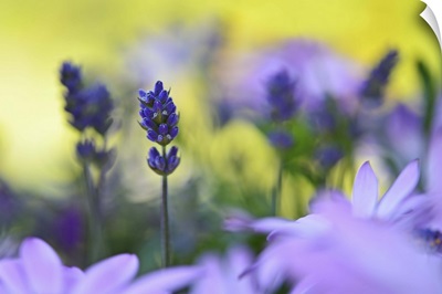 Lavender In The Flower Field