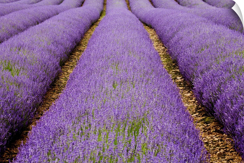 Large photo on canvas of lavender flowers grown in lines in a big field.