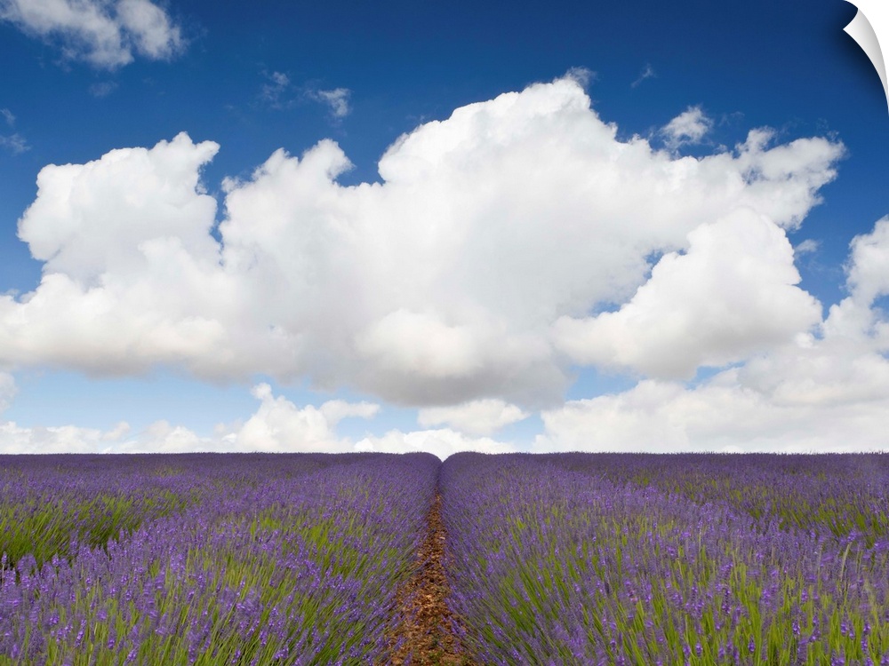 A landscape of fields of lavender blooming with purple flowers beneath a blue sky and fluffy white clouds in Provence, Fra...