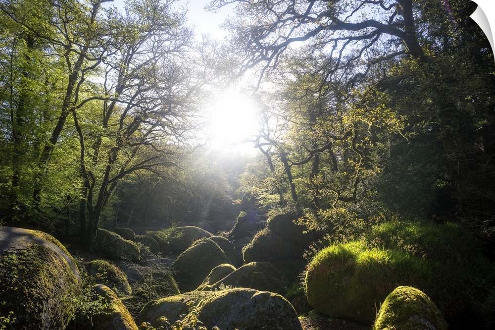 Light shining through the forest onto mossy rocks in Huelgoat, France.