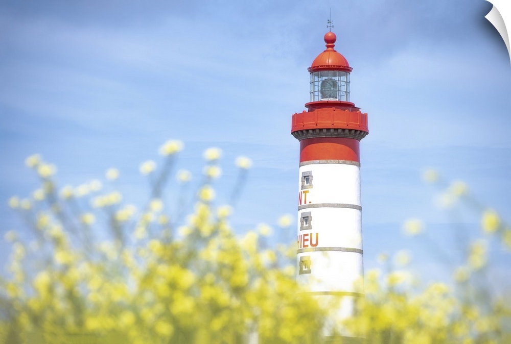 Saint Mathieu lighthouse under a blue sky and behind yellow flowers in Plougonvelin, France.