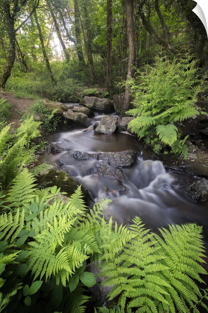 A creek in a forest surrounded by ferns.