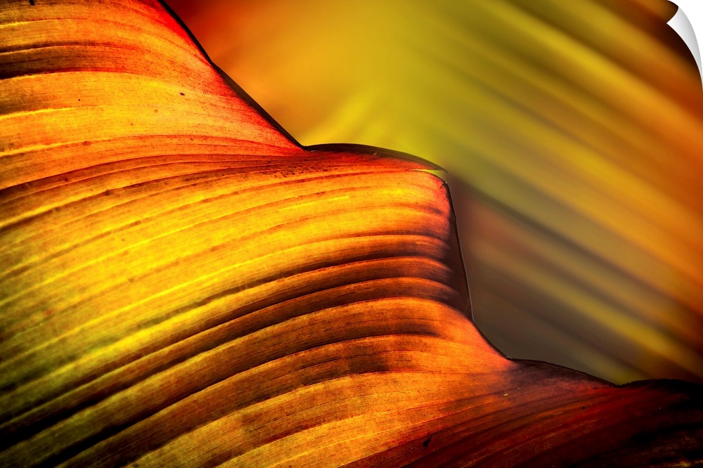 A very closely taken photograph of a leaf where you can see the ridges.