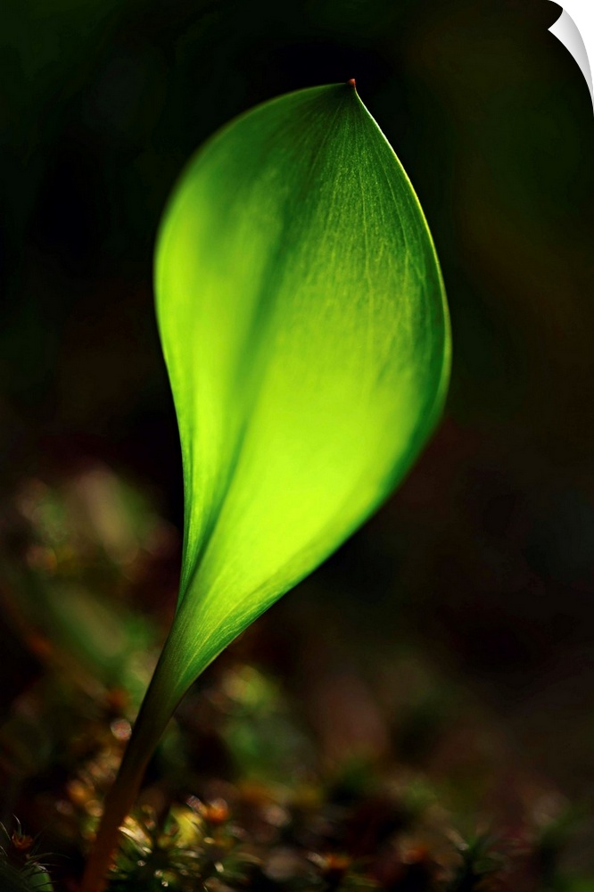 Macro photograph of a bright green leaf sprouting.