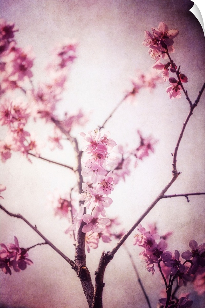 Cherry tree in the spring with the addition of a photo texture