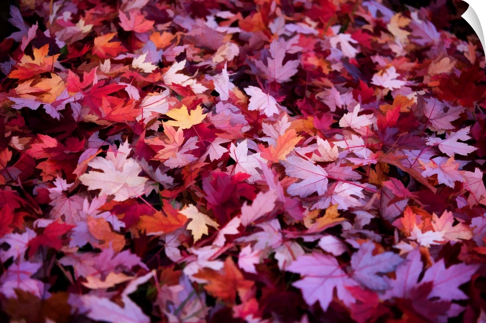 Forest floor covered in purple and red leaves in the fall.