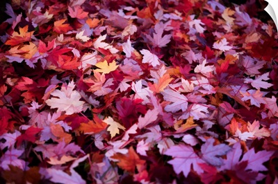 Leaves Carpet